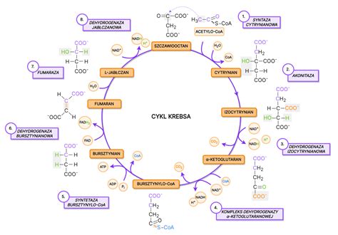 Cykl Krebsa Kwasu Cytrynowego Gdzie Zachodzi Co To Jest Schemat