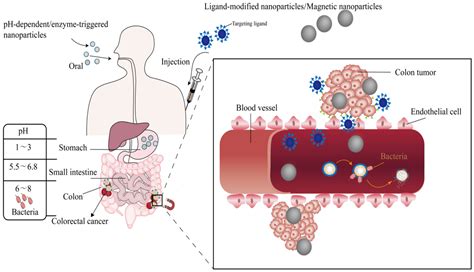 Nano Drug Delivery Systems Targeting Colorectal Cancer Encyclopedia Mdpi