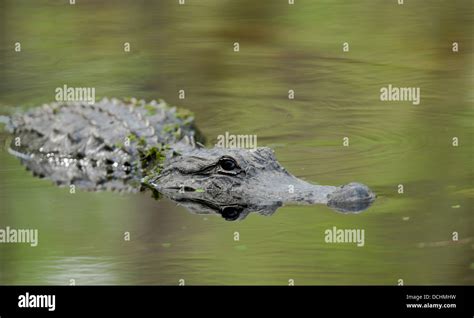 Alligator In Water; Florida, Usa Stock Photo - Alamy