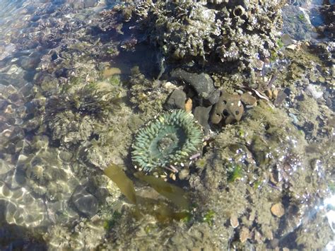 Sea Anemone In Tide Pool Sanimal