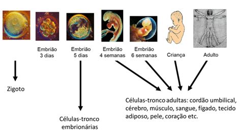 Células Tronco Rntc Rede Nacional De Terapia Celular