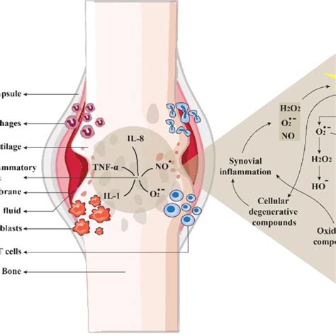 Interaction Of Oxidative Stress Markers And Inflammatory Mediators In