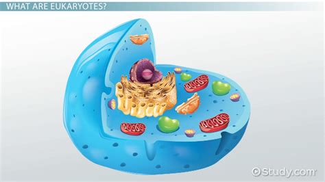 Protein Synthesis In Eukaryotes Overview Location And Steps Lesson