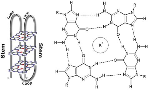 A G Quadruplex Or G Dna The Stem And Loop Form Of The G Dna Is