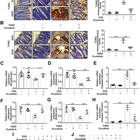 Ruxolitinib Inhibited Apoptosis In Colitis Terminal Deoxynucleotidyl