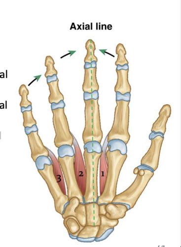 Anatomy The Hand Flashcards Quizlet