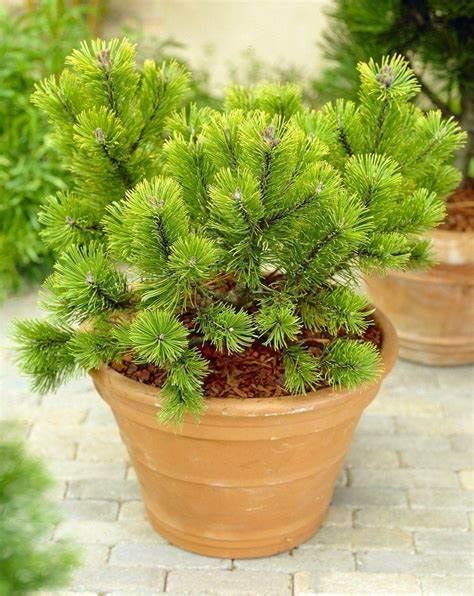 15 Hardy Evergreen Shrubs That Are Perfect For Pots Uk The Arches