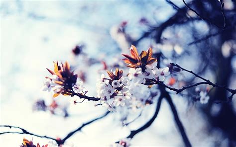 Flowers, Bud, Tree, Earth, Blossom, HD wallpaper | Peakpx