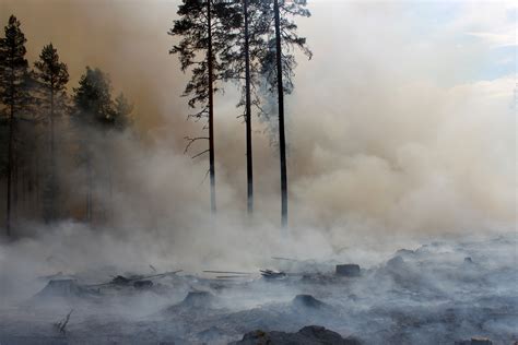 controlled burning benefits forest   ways   experts