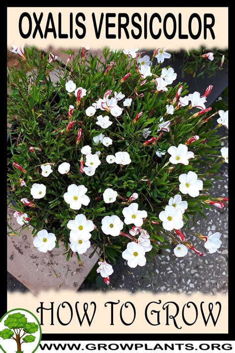 Oxalis Versicolor How To Grow Care