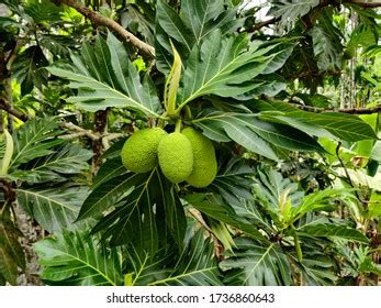 Artocarpus Camansi Breadfruit Stock Photo 1736860643 | Shutterstock