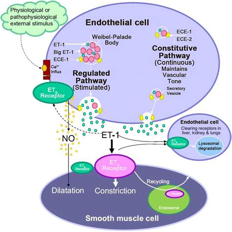 A New Class Of Drugs Approved In The United States For Hypertension Endothelin Antagonists