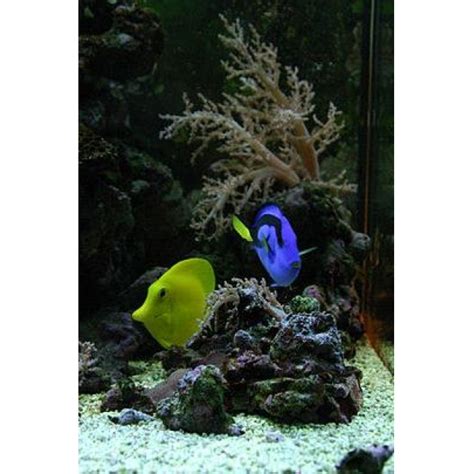 Pez Cirujano Amarillo Zebrasoma Flavescens Ficha T Cnica Completa