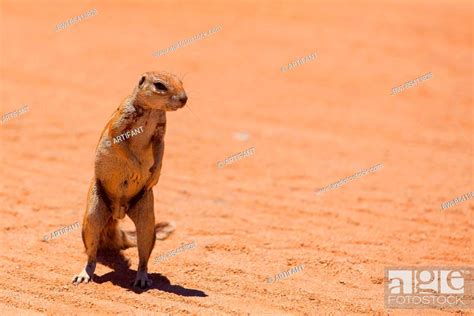 Suricate Slender Tailed Meerkat Suricata Suricatta Erect Standing