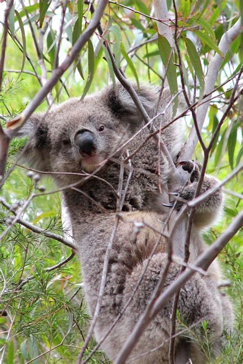 Wild Koala Joey | Wild Koala Day May 3 | Phascolarctos cinereus | You ...