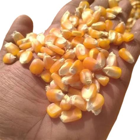 Pure Sunlight Dried Organically Cultivated Hybrid Vegetable Maize Seeds