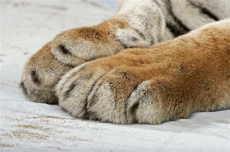 Tigers Paws Stock Image C0541720 Science Photo Library