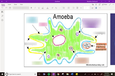 Amoeba Diagram Diagram Quizlet