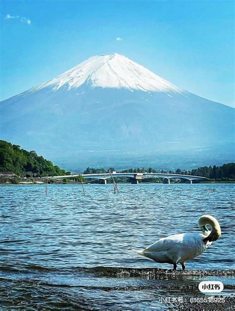 Tokyo Mount Fuji Lake Kawaguchi Boutique Customized Chartered One Day Tour