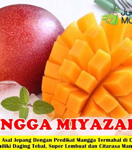 Jual Bibit Mangga Miyazaki Premium JualBenihMurah