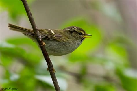 Gansu Leaf Warbler Phylloscopus Kansuensis Picture Bird