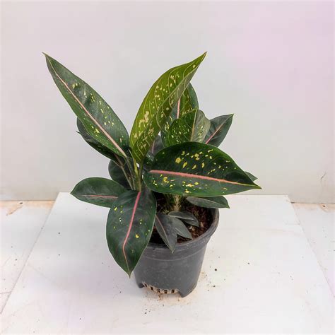 Aglaonema 'Pink Fantasy' Hybrid - NurseryBuy