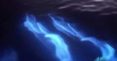 Watch a Group of Dolphins Swimming in Bioluminescent Waters