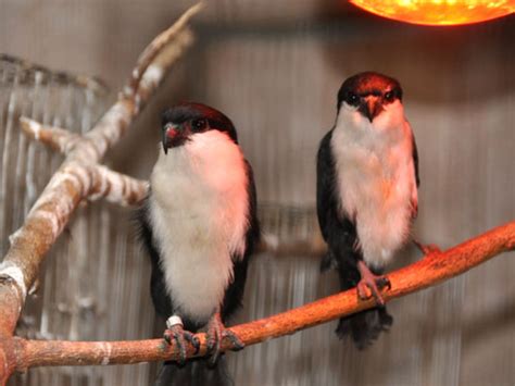 Microhierax Erythrogenys Erythrogenys Philippine Falconet In Zoos