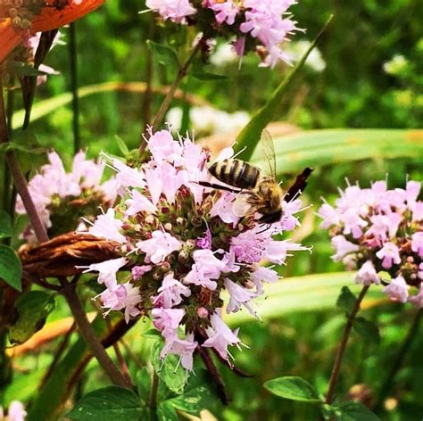 Oregano Flowers: Top 5 Benefits You Need to Know