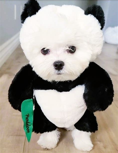 25 Best Small Dog Halloween Costumes.