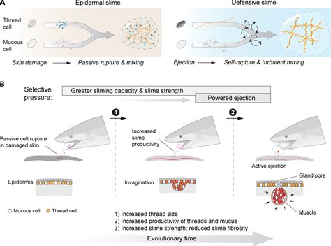 Figures And Data In Epidermal Threads Reveal The Origin Of Hagfish