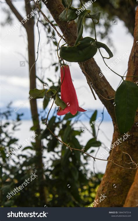 Copihue Hanging Tree Native Flower Chile Stock Photo 1844747314 ...