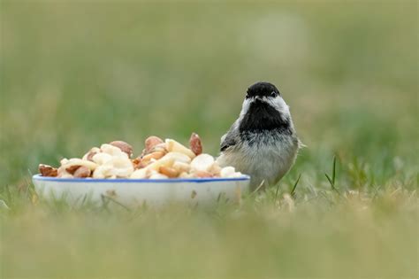 40+ Best Chickadee Photos · 100% Free Download · Pexels Stock Photos