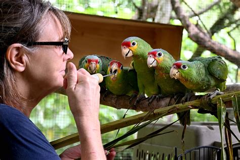 ‘the Bird Lady Saves Endangered Parrots In Belize Bluedot Living