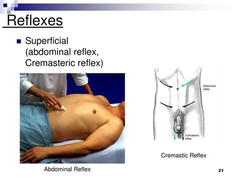 Abdominal Reflex Pathway