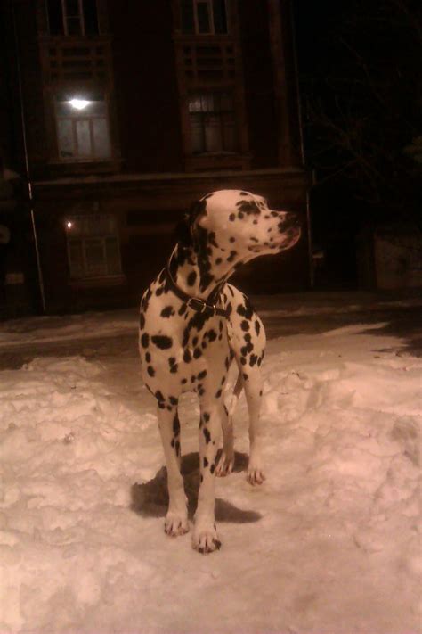 Dalmatian Lika Tver