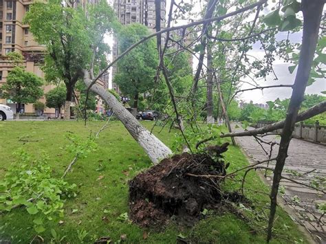 四川資陽遭遇11級大風 城區不少樹木被連根拔起 壹讀