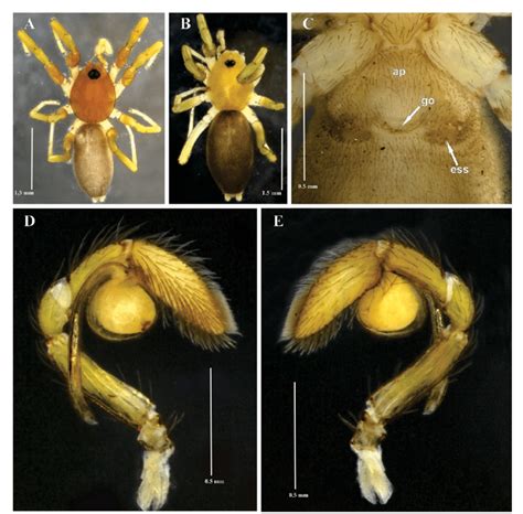 Medionops Ramirezi N Sp A Male Holotype Habitus Dorsal View B