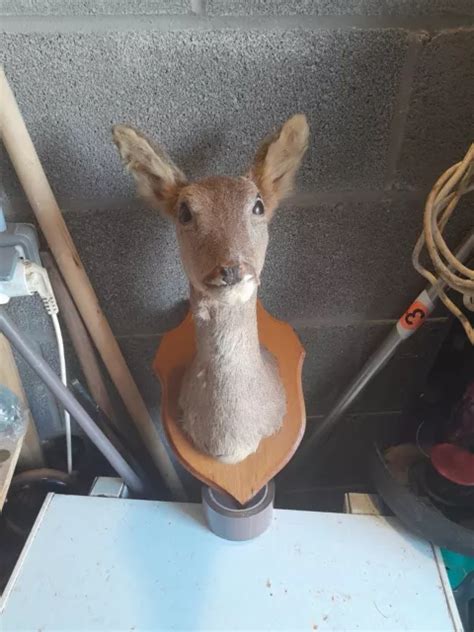 TAXIDERMIE TÊTE DE Biche Cerf empaillé cabinet de curiosité trophée de