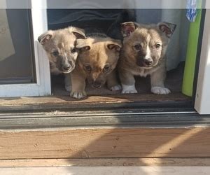 View Ad: Swedish Vallhund Litter of Puppies for Sale near Michigan ...