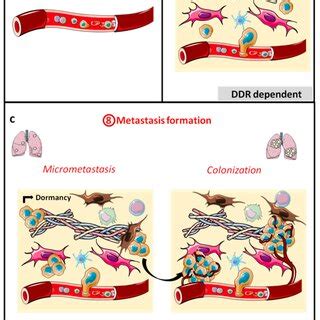 Schematic representation of the late metastatic stages: survival in the ...