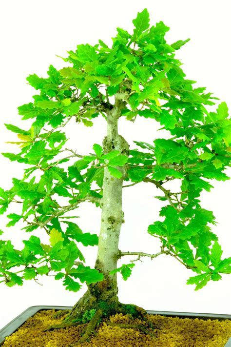 Specimen Quality English Oak Quercus Robur Hardy Bonsai Tree For Sale