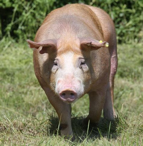 Free Range Duroc Pig Graze Outside On Pasture Stock Photo Image Of