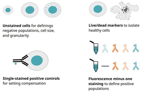 Recommended Controls For Flow Cytometry Abcam