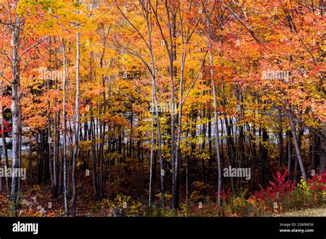 Birch color during the fall foliage season Stock Photo - Alamy