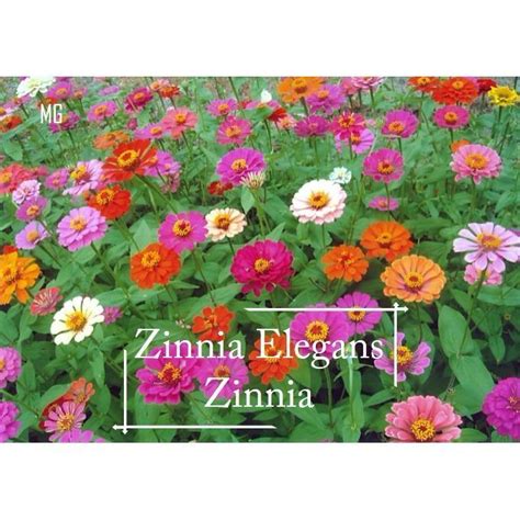 Easy Zinnia Small Flower Seeds Mix Colour 200 Seed Pot Friendly