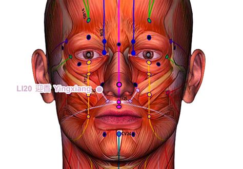 Freesteamgameskeys — Acupuncture For Bells Palsy Facial Restoration