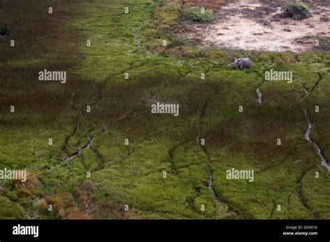 Botswana Africa An Aerial View Of An Elephant In A Marsh In The