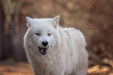 Ipswich, MA: Beyond the Beaches - Encountering Wolves at Wolf Hollow