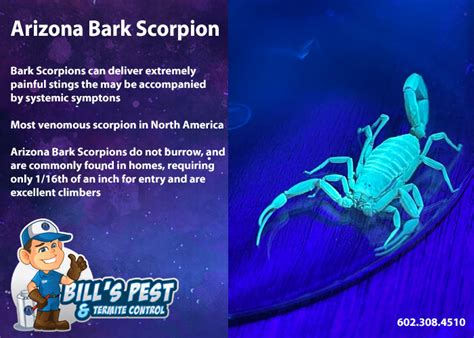 All About Arizona Bark Scorpions Bills Pest Termite Control